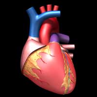 ３DCG 心臓の外観（回転）